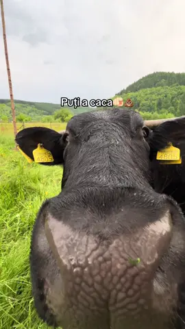 Trimitei celui mai bun prieten 😂