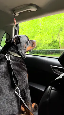 he’s such a little kid 🤣 #rottweiler #rottweilersoftiktok #dogsoftiktok #doggiesoftiktok #PetsOfTikTok 