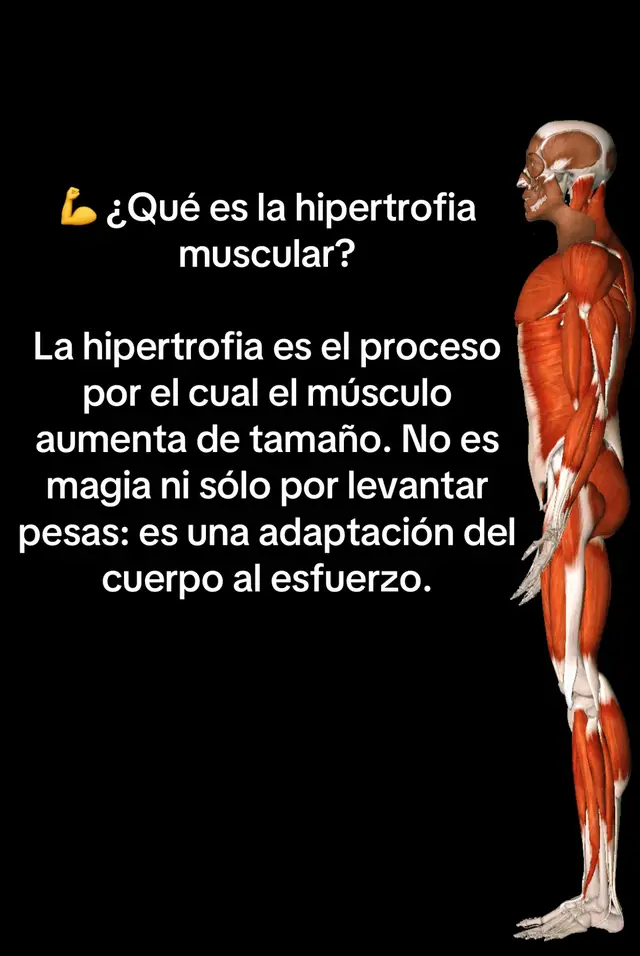 #mecanismodelahipertrofia #hipertrofiamuscular #education #dañomuscular #estresmetabolico #tensionmecanica 