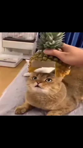He was destined for greatness🙏 (song: ilyTOMMY - fine shyt) *drops June 6th* #ilytommy #fyp #fypシ #explorepage #cat #catsoftiktok #catlover #cutecat #pet #pets #lol #fypdonggggggg #xyzbca #PetsOfTikTok #viral #hoodtrap #jerk #memes #underground #tiktokviral #tiktok 