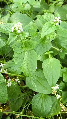 poderoso chá 🍃🧃 para próstata  #receita#caseira#natural