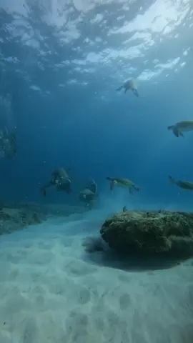 Hoy no fue un buceo cualquiera. Fue un regalo del mar. ¿Cuántas tortugas logras contar? #TortugasMarinas #IslaMujeres #ScubaLife #OceanMagic #DiveTrip #SeaTurtles #NatureEncounter #UnderwaterWorld #MéxicoEsMágico @PADI @CressiMex @GoPro @SCUBA-ADVENTOURS-MX 