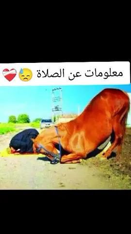 #معلومات_عن_الصلاة #الصلاة #بدر_المشاري #الصلاة_ثم_الصلاة_ثم_الصلاة #القران_الكريم #القران_الكريم_راحه_نفسية😍🕋 