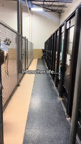 In another life…. #fyp #fyppppppppppppppppppppppp #dogsoftiktok #adoptabledogs #dogsoftiktokviral #cutedogs #animalsoftiktok #cutedogs #adoptadog #rescuedog #animalrescue #adopt 