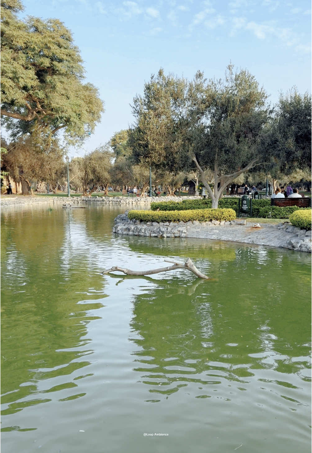 Parque El olivar San Isidro Lima Perú #sanisidro #sanisidrolimaperu #sanisidrolima #parque #laguna #planes #plangratis 
