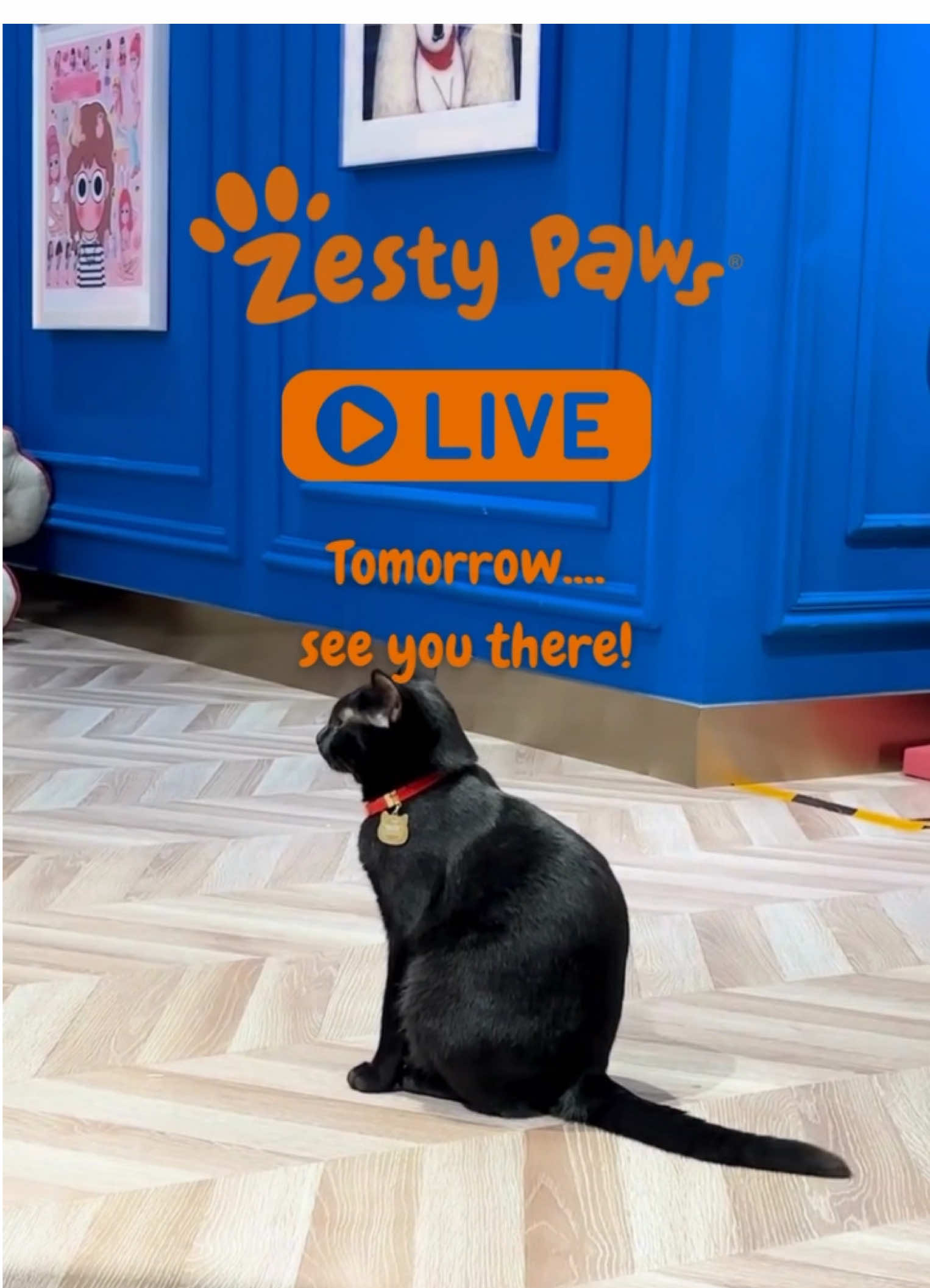 Going LIVE tomorrow with all things Zesty 🧡✨ Wellness isn’t just for humans—tune in to learn how Zesty Paws is making everyday care easy (and actually effective). 💬 Live Q&A 🧪 Supplement insights 🎁 Exclusive offers Catch us live and level up your pet care routine! #ZestyPaws #PetWellness #TikTokLive #ZestyLife #DailyRituals #SupplementSmart #LiveShopping #ShopViralMARKET
