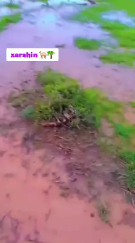 Xarshin Oo Barwaaqo ah ayaan idinka soo Salaamayaa❤️👋 #xarshin😫🌊🌴 #Rs77 #foryoupage #viral_video #CapCut #fypシ゚ 