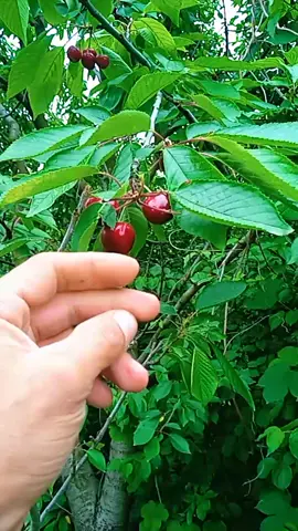 Trendə bizdə qoşlaq.?😂😂🍒🍒
