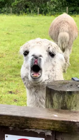 #alpaca #animals #farm #lama #opera #song #mood #Love #leeds #uk #theuk #ukfarm #spring 
