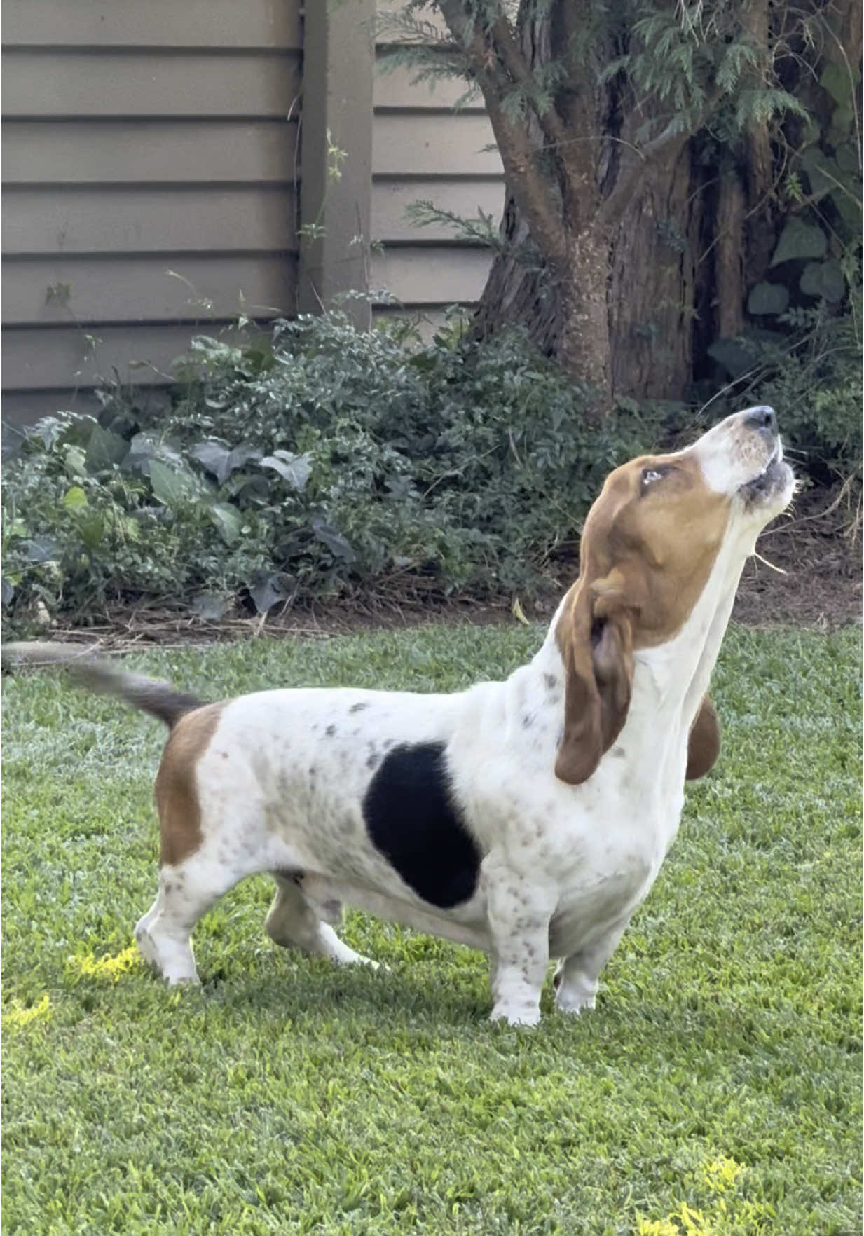 Hadida Patrol... Aroooooo!  #hadida #southafrica #bassethound 