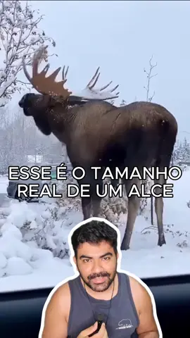 Esse é o real tamanho de um Alce.  #animaisnotiktok #curiosidades #canada🇨🇦 #animais #alce 