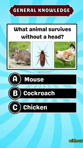 USA General Knowledge Quiz #quiz #quiztime #generalknowledge #usa #trivia #fyp #Viral #makeitviral #usa_tiktok #lernenmittiktok #knowledge 