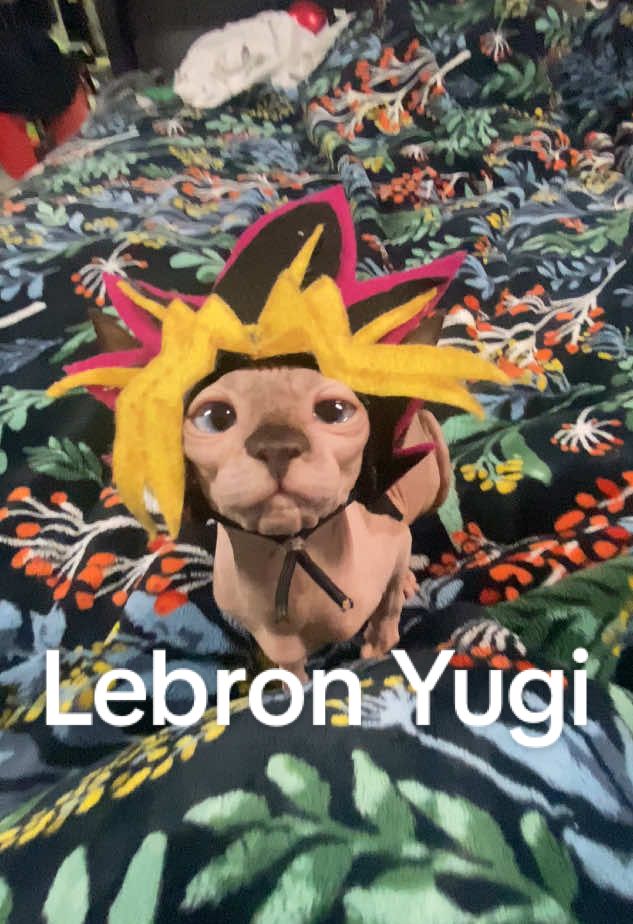 Shut up guys my show is on @【公式】遊戯王カードゲーム @Official Yu-Gi-Oh! #yugioh #yugiohtiktok #yugi #yugiohcommunity #yugiohtcg #yugicosplay #catsoftiktok #sphynxcat #sphynx 