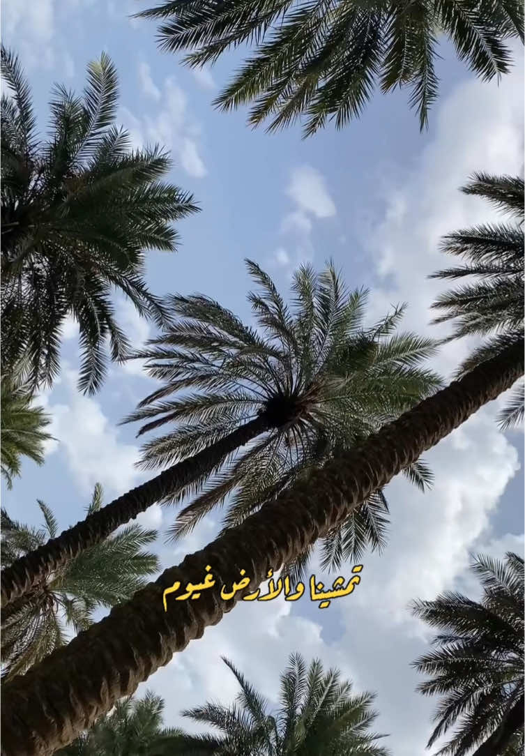 تمشينا والارض غيرم ...🚶‍♂️☁️ #اصالة_نصري#تمشينا_والأرض_غيوم #اكسبلور #like #foryou #explore #capcut #اغاني #اغاني_عربيه #غيوم 