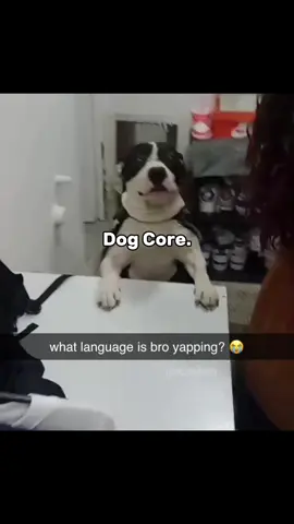 Dog core💀 #dog #animal #funnydog #funny #core #fyp #fy 