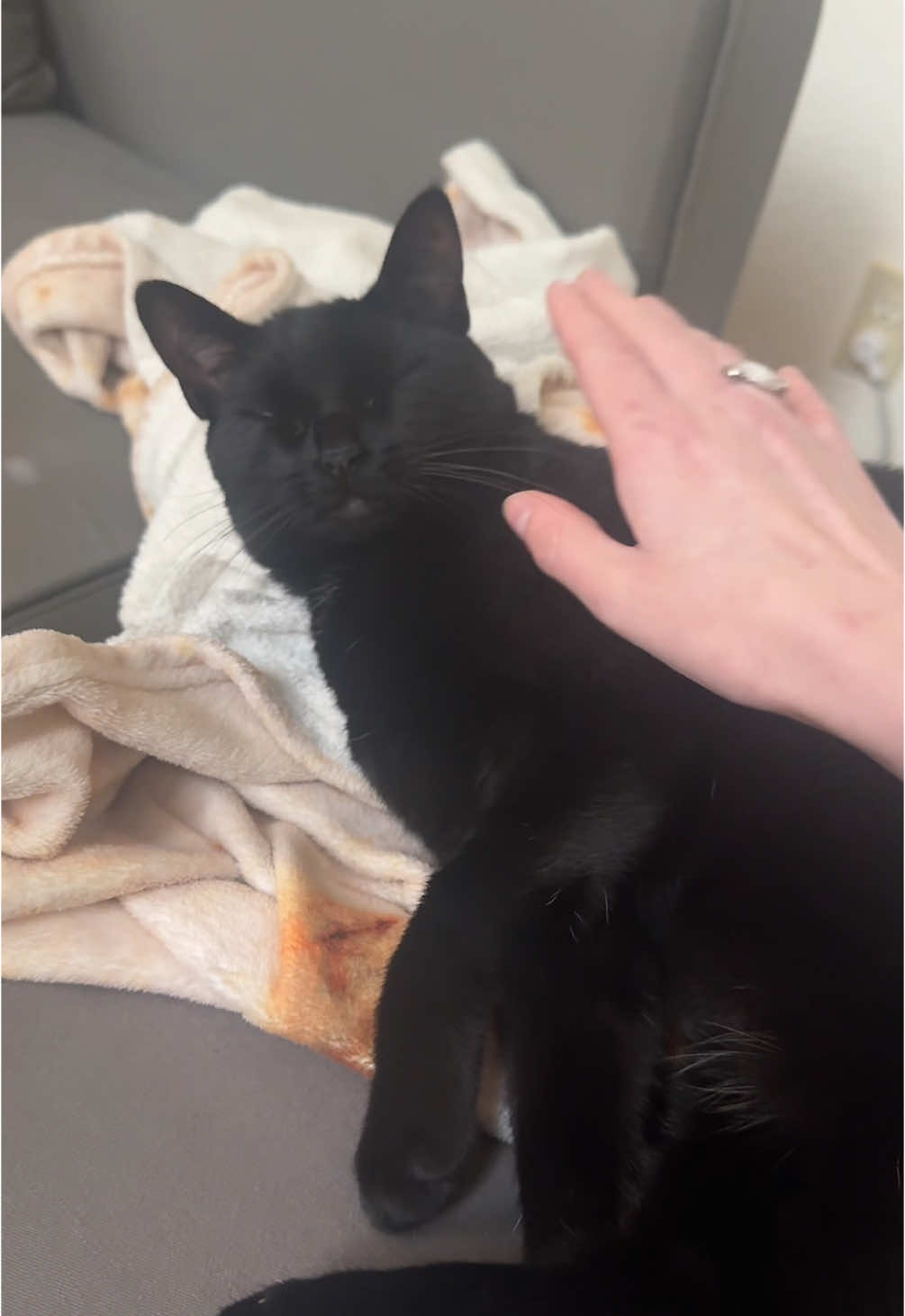 Sorry for all the cat content lately but I mean just look at her #prettylittlebaby #cat #catsoftiktok #blackcat #kitten #kittensoftiktok 