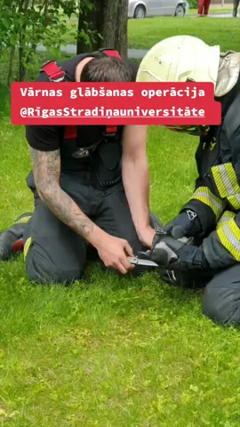 Pie Rīgas Stradiņa universitātes notika īsta glābšanas operācija – tika glābta striķī sapinusies vārna, kura piesaistīja visu uzmanību. Studenti un darbinieki ar bažām vēroja, kā glābēji centās palīdzēt nelaimē nonākušajam putnam, cerot, ka tas nav nopietni savainots. Par laimi vārnu izdevās atbrīvot, un tā aizlidoja brīvībā. #rsu #help #sos #crow  @Rīgas Stradiņa universitāte 