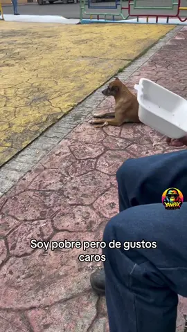Soy pobre pero de gustos caros  #perrosgraciosos #perrosdeTikTok #humorcanino #perrosdivertidos #PetsOfTikTok #dogsoftiktok #perrosmexico #perroslindos #perroslocos #perrosfelices #perrosdelmomento #perros2025 #perrosvirales #perroschistosos #perrosfamosos #perrosencasa #perrosyhumor #perrosdelasemana #perrosconestilo #perroscongracia
