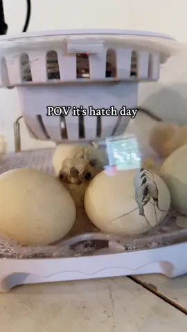 Sweet babies #silkiechickens #silkies #chickens #hatchday #homestead 