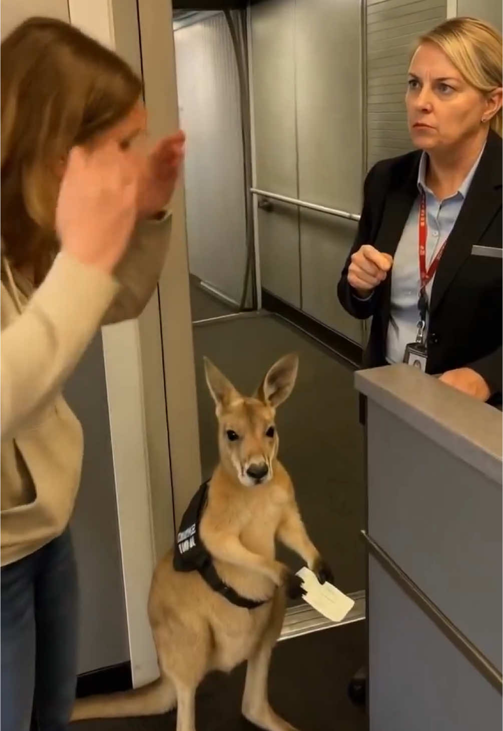 Emotional support kangaroo rejected entry to plane. 😭😭 #fyp #viral #fypage #fypage #fypシ #wendyortiz #fypシ゚viral 