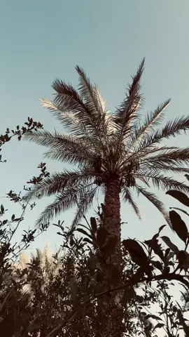 #عباره #للفيديو#عباراتكم_الفخمه📿📌 #تصوري📸 #fyp #شعراء_وذواقين_الشعر_الشعبي #creatorsearchinsights #جلسه_تصوير 