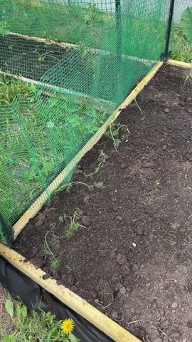 Check in #Homesteading #foryoupage #garden #trending #viral #wisconsin #food 