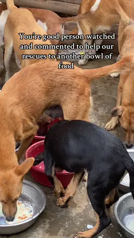 am Ibra and am 16 trying to rescue poor homeless street dogs in Uganda but it's really a struggle to feed them a alone! please kind friends give me a hand and we give strays a second chance of life, am here requesting for support with food and medical care towards the rescued dogs, please kind friend don't ignore us like others do, together we can, every bit counts