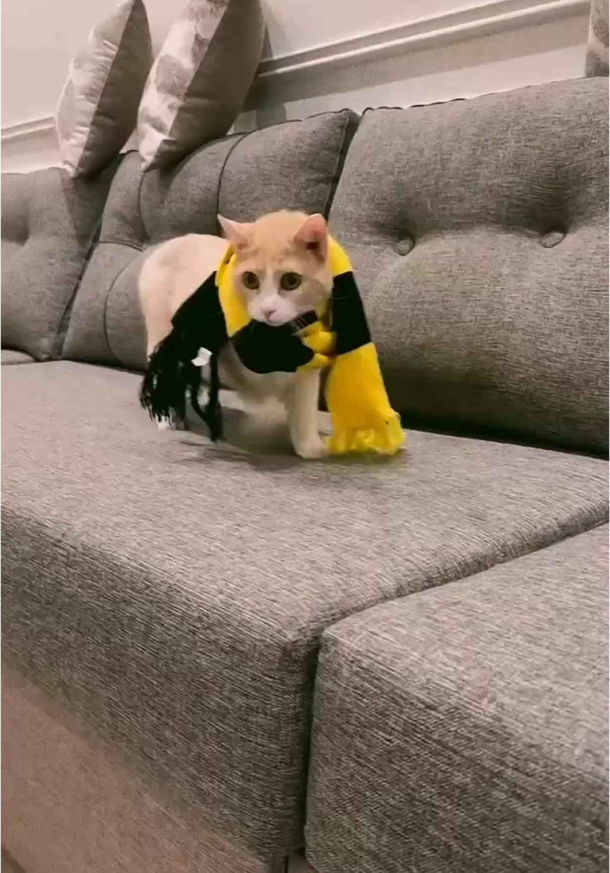 مياو بطلة الحارقة عشر #الاتحاد #قطة #قطط #بسه #مياو #اكسبلور #ittihad #cat #cats #fy #fyp #explore 