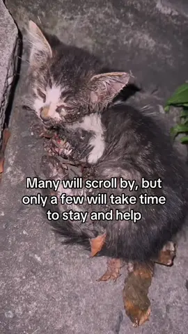 💔 Struck by a car and left alone in the cold, this precious kitty fought to survive with no one to help—until we rescued her. Her tiny cries echo in the night, but hope isn’t lost. We’re seeking your support to cover her vet bills and give her a chance at healing. Please help us save this little soul. 🐾🙏 Donate to help with her care(Link in bio) 