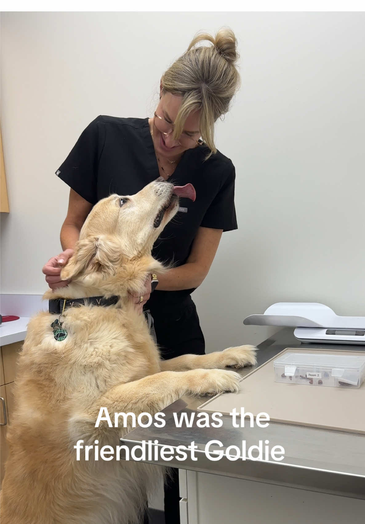 10/10 love a golden retriever #goldenretriever #goldenretrieverlife #dogsoftiktok @VVSanimalhospital #veterinaryophthalmology 
