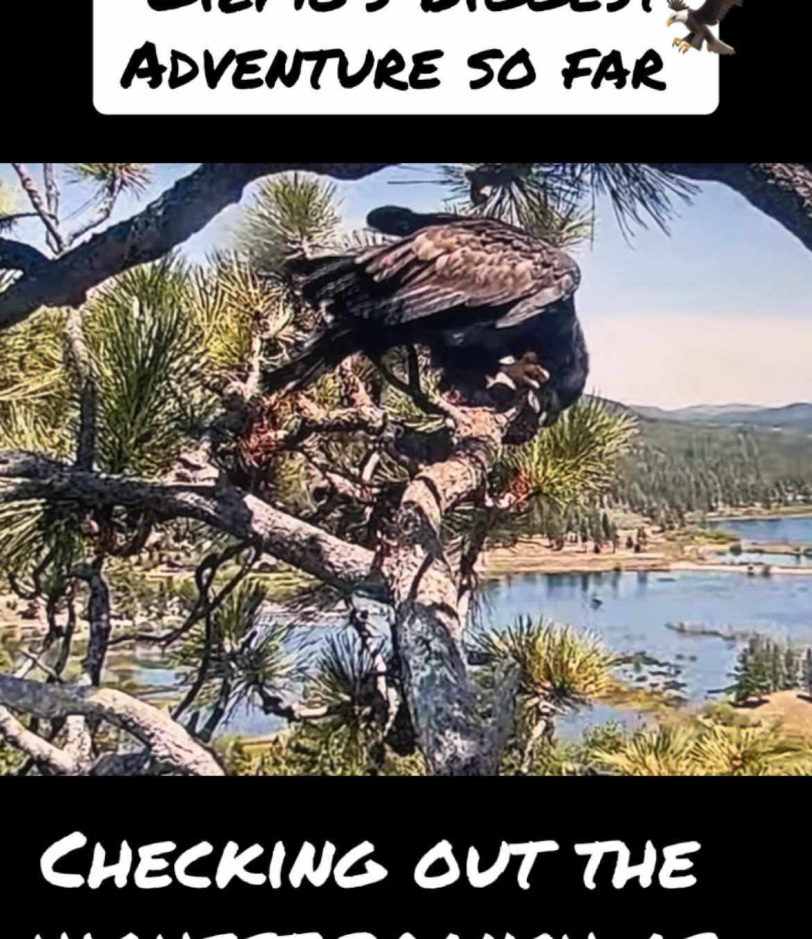 Gizmo has been comfortable on the back porch or side of the nest. Earlier she was adventurous and found a new spot!! Thank you FOBBV. #jackieandshadow #sunnyandgizmo #friendsofbigbearvalley #eaglewatch 