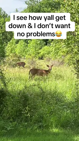#fyp #deer #foryoupage 
