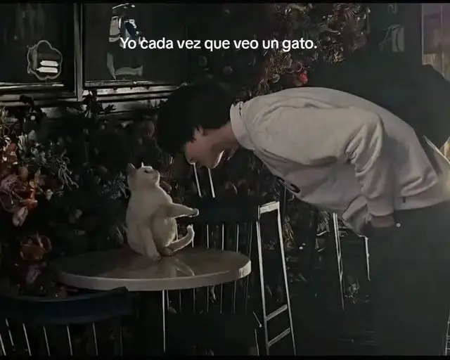 Yo cada vez que veo un gato. #gatos 