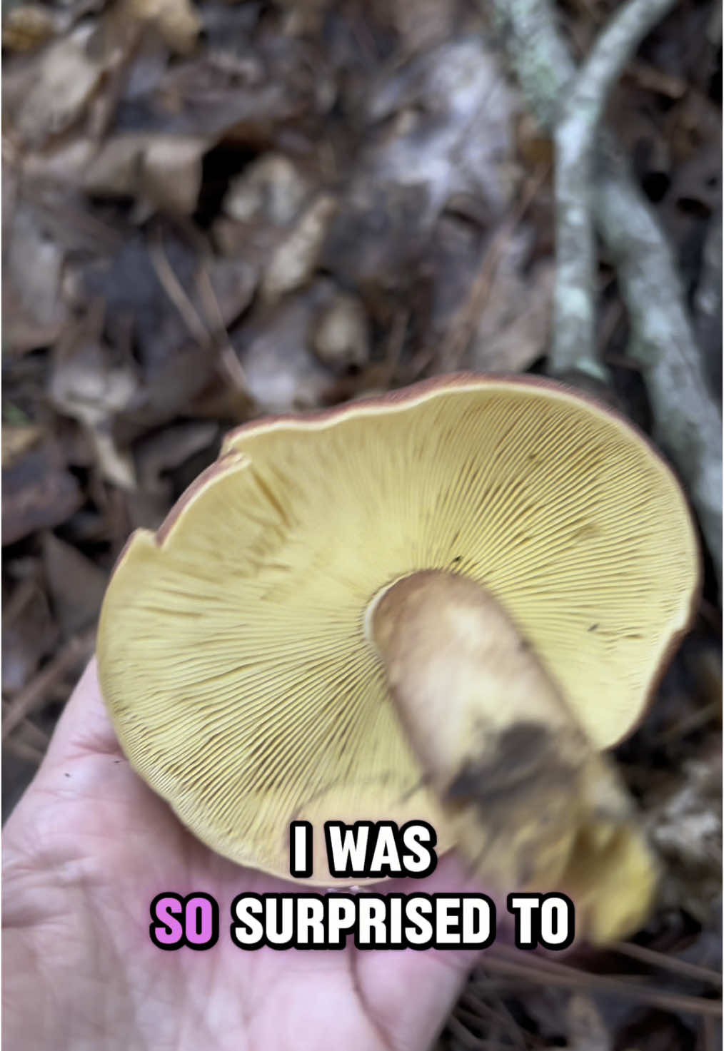 Tricholomopsis rutilans or plums and custard found on rotting conifer. #mushrooms 