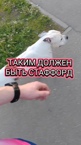 Без мяча. Без поводка. Без слов. Подпишись! Здесь не про собаку, а про мышление🧠 #пес #dog #собака #собаки #собакадругчеловека #домашниеживотные #рекомендации #Шульчик #питбуль #стафф #стаффорд #воспитание 