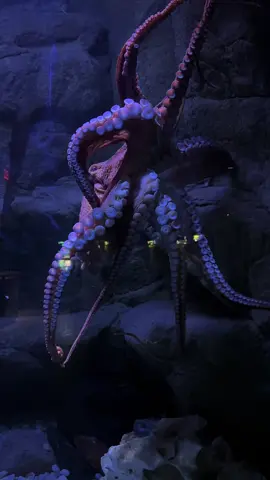they were actually out for once  #zoo #aquarium #octopus 