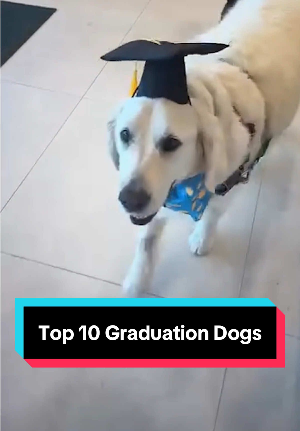 Top 10 Graduation Dogs! 10. @Clarkson University  9. @Kayla  8. @Kate Alexandra  7. N/A 6. @UMBaltimore 	 5. IG: brangletherapydog 4. @schoolcraft_now  3. IG: salad_and_crouton 2. @Brenna Stout  2. @nashvillevetspecialists  1. @Seton Hall University  #weratedogs