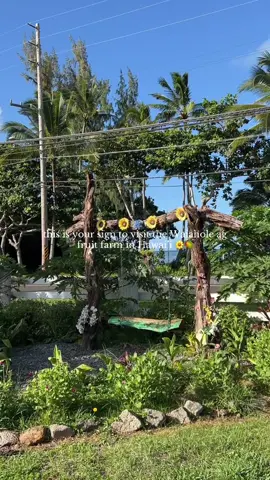 the Waiahole AG Farm is the cutest fruit farm! I highly recommend visiting when on Oahu. The owner Sabi is so darling & gave us delicious fresh fruit grown on her farm. They also have fresh sugar cane juice and gorgeous lush plants 🌼🥭🪴  #oahuhawaii #hawaiifarm #islandlife #farmersmarket #oahu #hawaiilife #hawaiitiktok #farmersmarket 