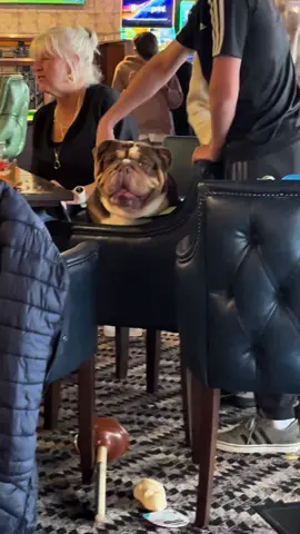 Gary is a whole vibe 😎#gary #garybulldog #garythebulldog2 #bulldog #englishbulldog #funnytiktok #garythebulldog #funnytiktok #spoilt #spolitdog #englishbulldogs 