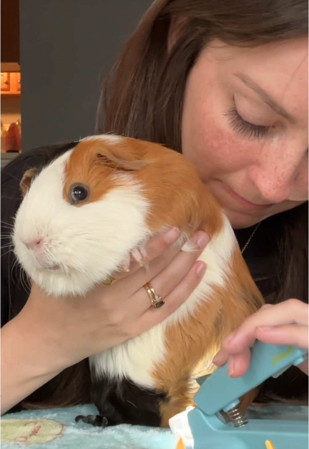 It’s that time 💅🏻 #guineapig #guineapigs #guineapigsoftiktok #guineapigcare #pet #pets #PetsOfTikTok #animal #animals #animalsoftiktok #cute 