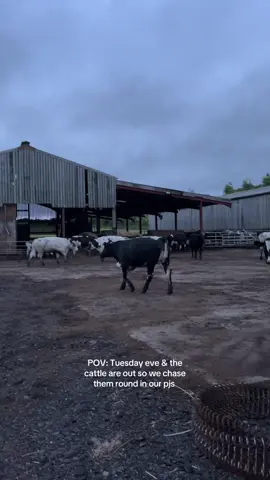 Just what we want whilst cooking tea 😩😩😩  #fyp #foryoupage #viral #cattle #farming #farm #cows #somerset #farmlife #farmersdaughter #ukfarming 