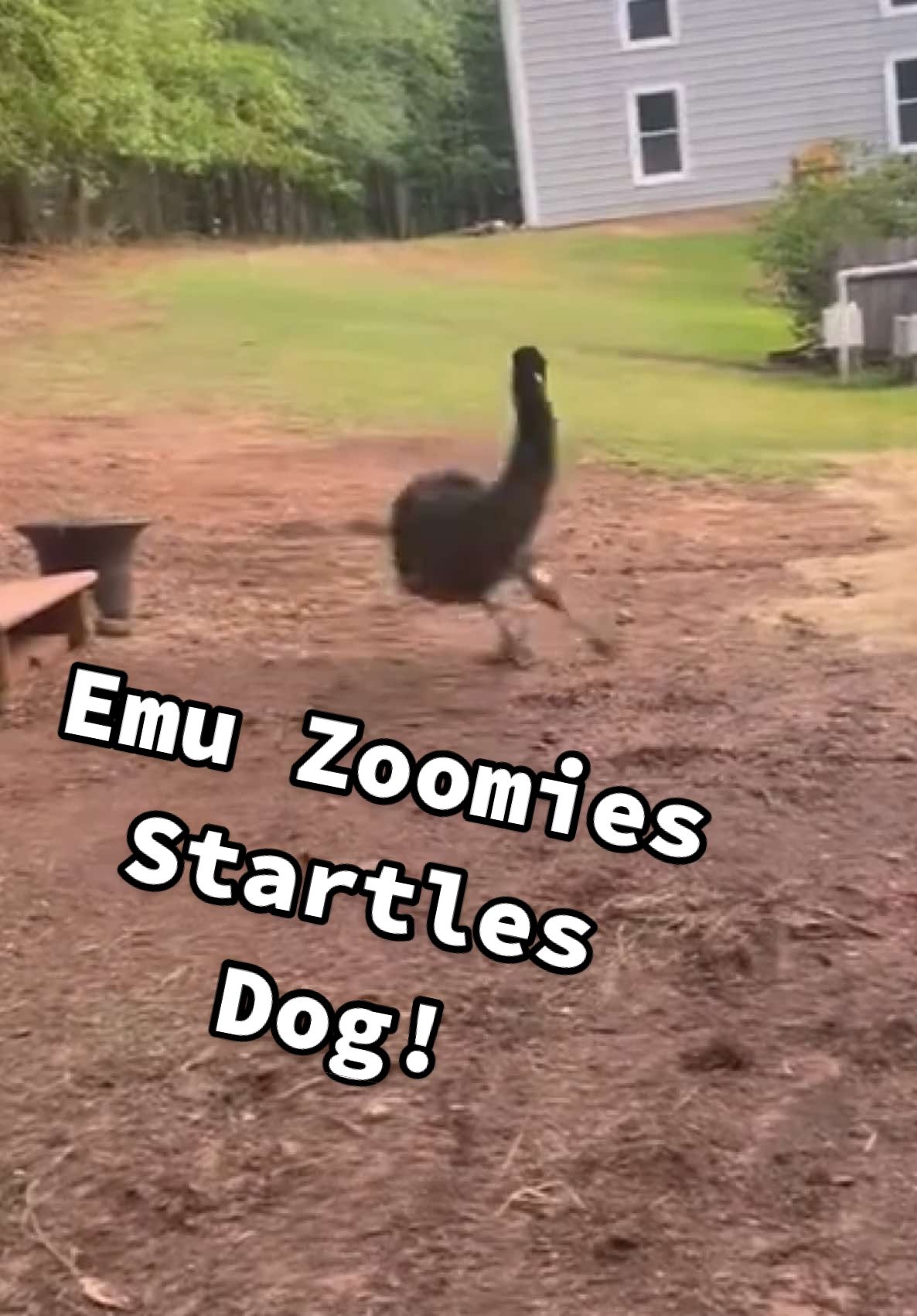 Live footage of a dog finally understanding what it's like to be on the other end of the zoomies! 😂 🐶 (Via -  @powers6565) #Emu #Dog #Farm #fyppp