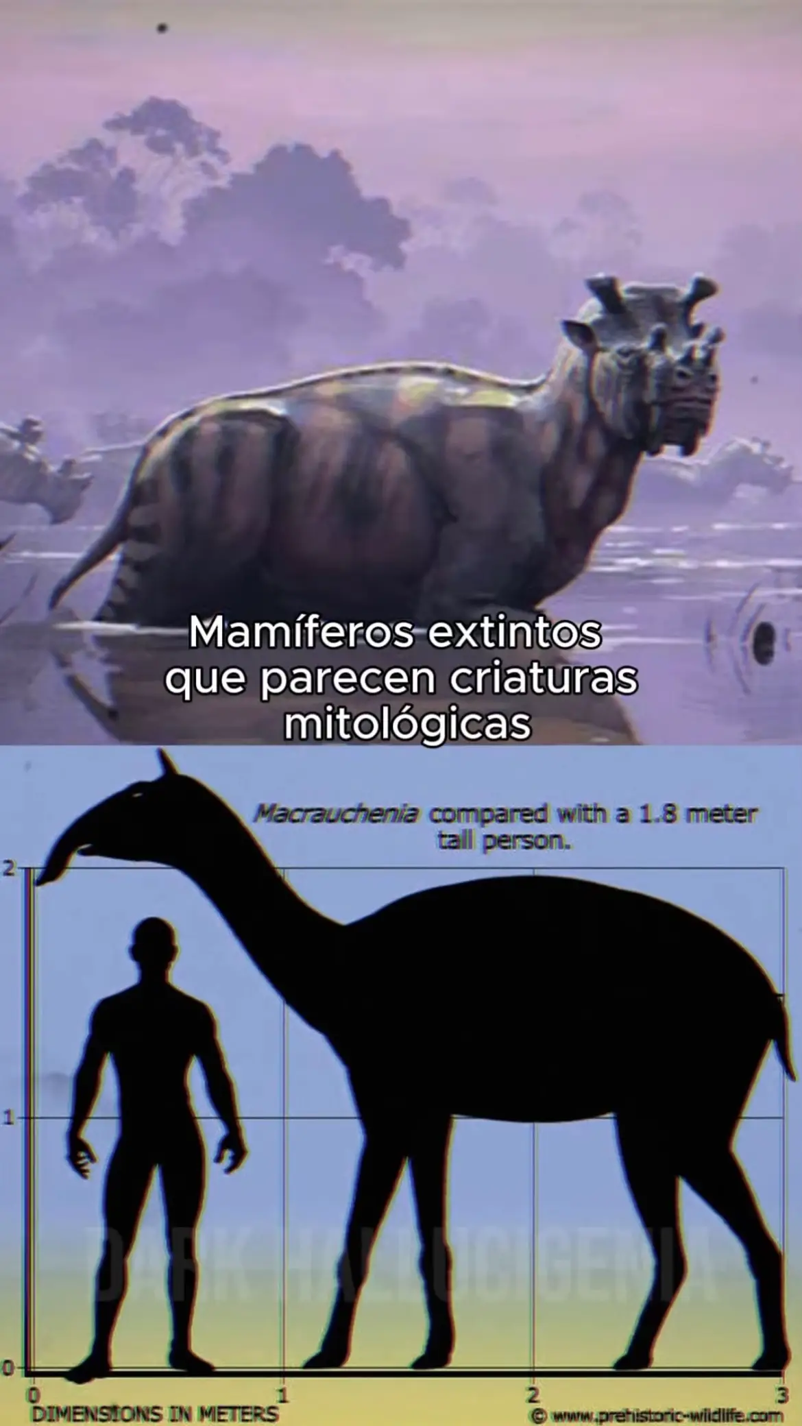 Mamíferos que parecen criaturas mitológicas 