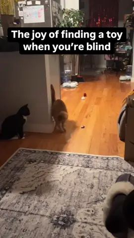 The joy of finding a toy when you're blind 💝 #blind #cat #Love #hope 