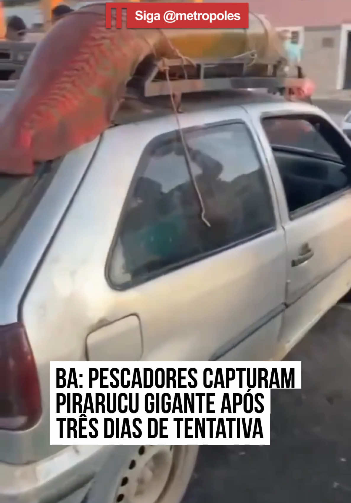 Após três dias de esforço, #pescadores de Malhada, no sudoeste da #Bahia, capturaram um #pirarucu gigante na Lagoa do Mucambo na segunda-feira (26/5). O #peixe, típico da região norte do Brasil, pesa cerca de 92 kg e mede 2,15 metros. #TikTokNotícias