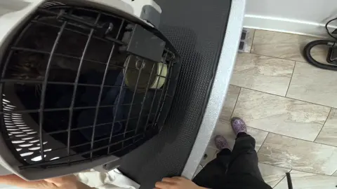 so happy that the sweet Ivor found his forever home 🤍  #groomerlife🐾 #groomer #animalovers #petloversoftiktok #viral #catlovers #catsoftiktok #fyp 