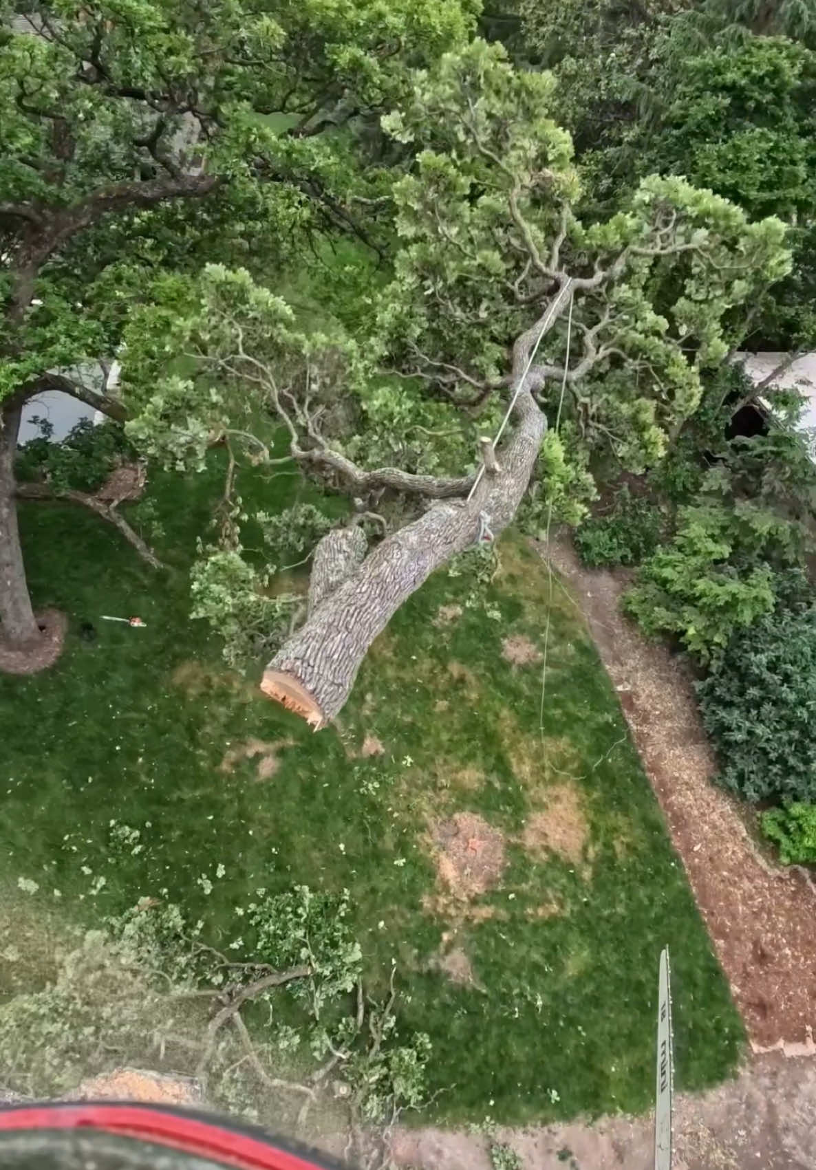 #treework  🤙🏼🌳🌲