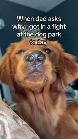 Catch these paws🤪 #dogsoftiktok #goldenretrieverlife #goldenretriever #dogmom #cutedog #pettok #funnydogs #foryou #fypシ 