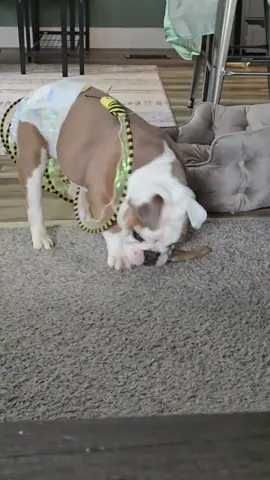 This damn cat toy!!!!! #dogproblems #ihatethisthing #cattoy #I'mstuck #englishb #foster #spinabifida 