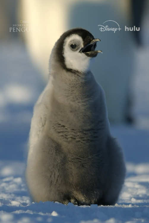 @Bertie Gregory worries about Popi the penguin, but this little guy's got it under control! #SecretsOfThePenguins 